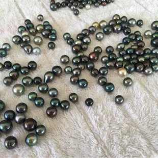 Tahitian pearls wholsales  Farms direct