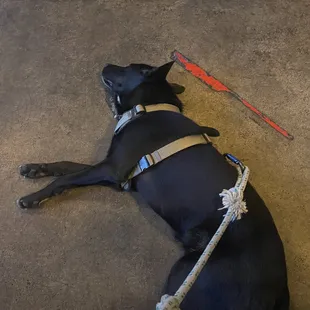 Dog friendly awesome spot