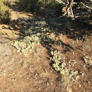 Cactus filled my campsite. Small children should not be left attended.