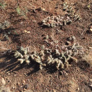 Cactus all over our campsite. My poor dog was hurt. Bring tweezers with you!