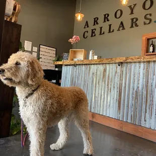 Dog Friendly