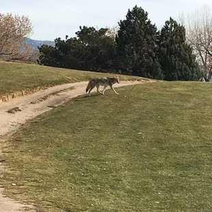 Decent amount of wildlife running around the course. Saw this coyote today along with a handful of Jack Rabbits and Squirrels.