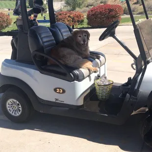 Dog-friendly! How cute is this guy? Ain't his first rodeo.
