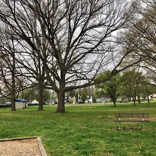 Lots of mature trees