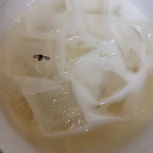 Bug in drink