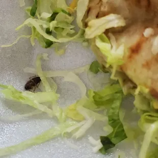 Cockroach in food.