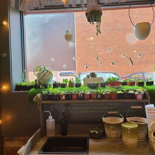 Plants for sale along with sand and rocks