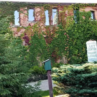 ivy covering the north wall