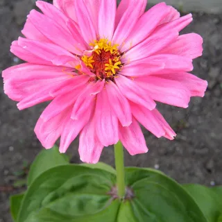 Marilyn B.
