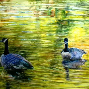 "Golden", a watercolor painting by Ken Landon Buck, an award-winning Cincinnati artist