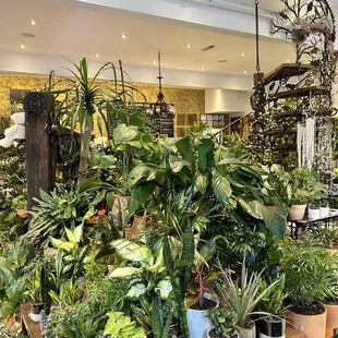 a variety of indoor plants