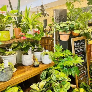 a variety of potted plants