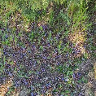 Juniper Berries that have fallen  04-02-2022