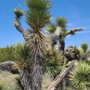 Flowers look like Popcorn  04-02-2022