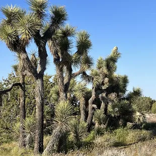 Joshua trees