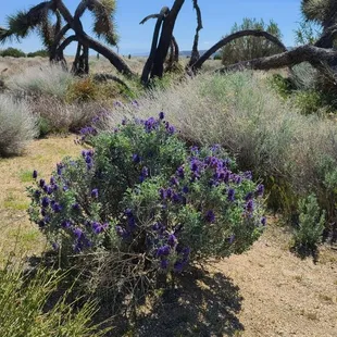 Pretty Purple Flowers  04-02-2022