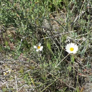 Desert Tidy Tips  04-02-2022