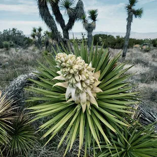 Joshua tree blossom