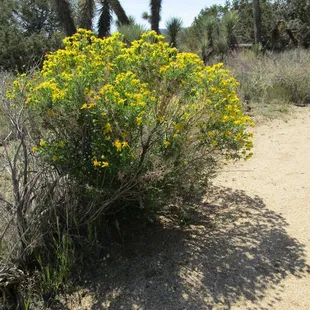 Linear-Leafed Goldenbrush  04-02-2022