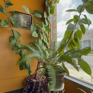 Beautiful healthy plants