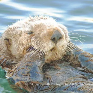 The Thinker by Pat Toth-Smith copyrighted