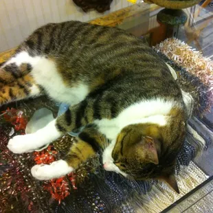 Sweetest shop cat ever