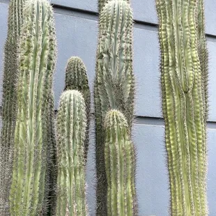 a group of cacti in front of a house