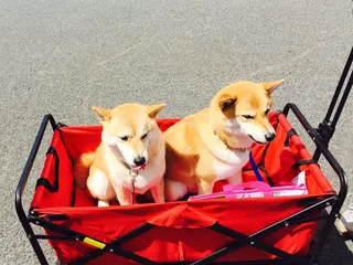 6th Annual Hawaii Rice festival