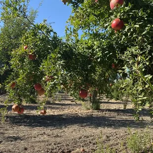 pomegranates growing on trees