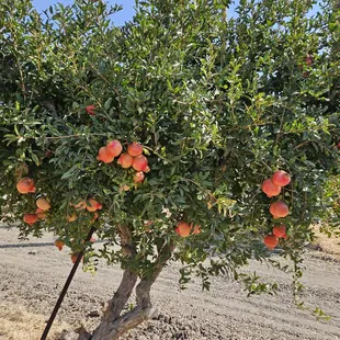 U pick open now, fresh super sweet pomegranate. Wonderful time with my family here, very nice staff!