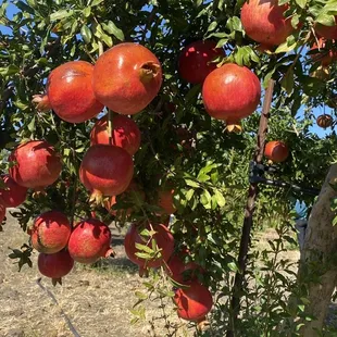 pomegranates growing on a tree