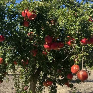 pomegranates growing on a tree