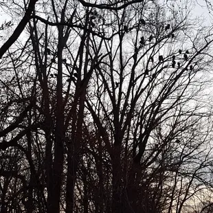 For some odd reason there were dozens of vultures outside, perhaps hoping for a sliver of that delicious Peruvian chicken. ;-)