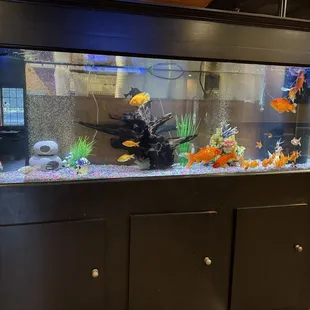 Their Big A fish tank