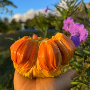 a hand holding an orange flower