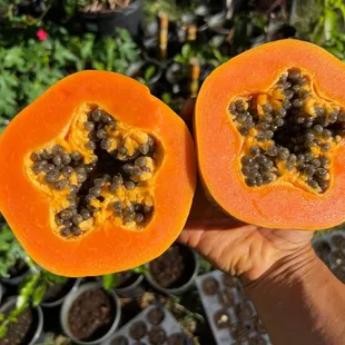 the inside of a papaya cut in half