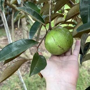 Need to come back for star apple, not ready yet.