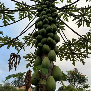 a bunch of green papanas hanging from a tree