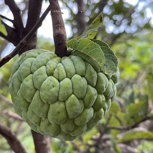 sugar apple