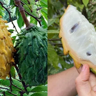 a hand holding a fruit and a hand holding a fruit