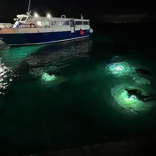 They even do night dives!
