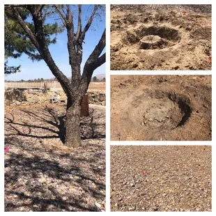 Tree and stump removal