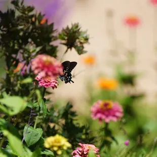 Butterflies in the garden