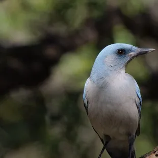Scrub Jay