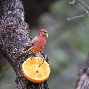Male house finch