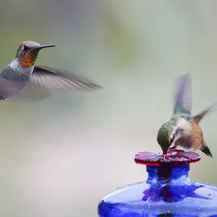 Lovely little feeders plenty of action