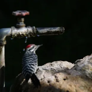 Woodpecker getting water