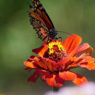 Monarch hanging around