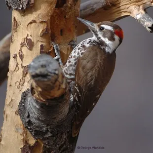 Arizona Woodpecker