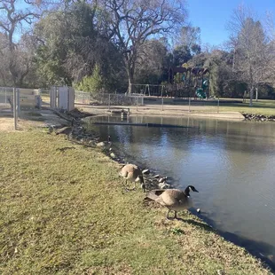 Geese alongside of pond inside the park.